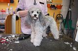 CANICHE - TOILETTAGE 018